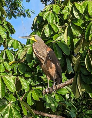 Colorful heron perched on a branch against green leaves.