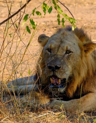 Lion lying on the ground under a tree.