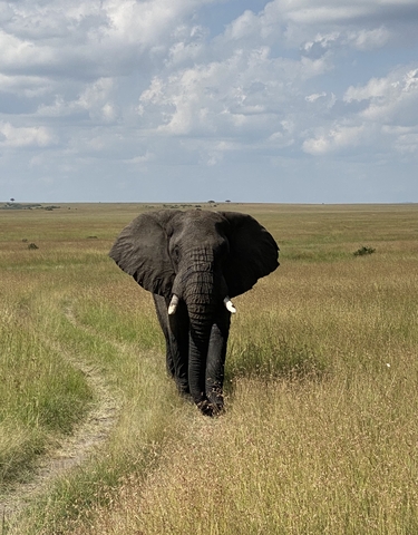 Single elephant walking towards the camera in a savannah.
