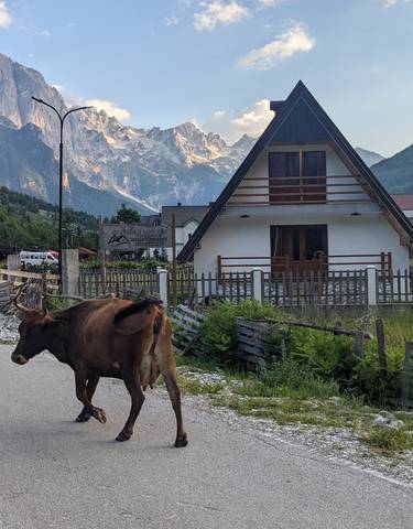 Rural scene with cows on the road and houses nearby.