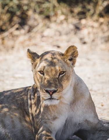 Close-up of a lioness lying down with a natural background.