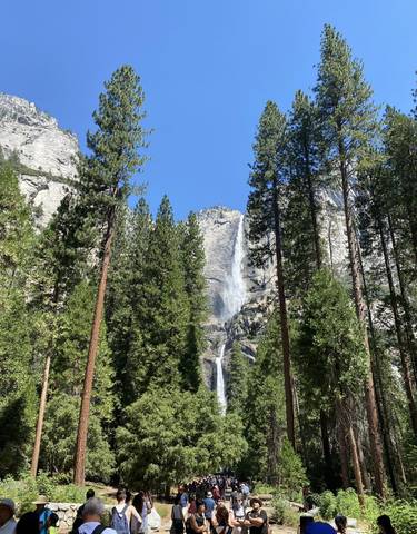 A waterfall cascading down a cliff surrounded by pine trees.