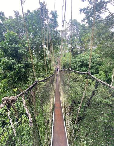 A person walking on a rope bridge in a forest.
