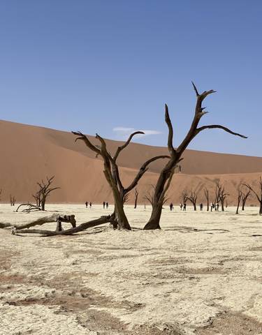 Deadvlei with dried trees and red dunes in the background.