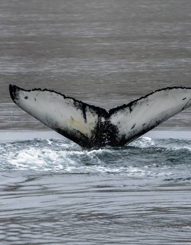 Close-up of a whale tail emerging from the water.
