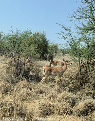 Antelopes grazing among bushes and trees.