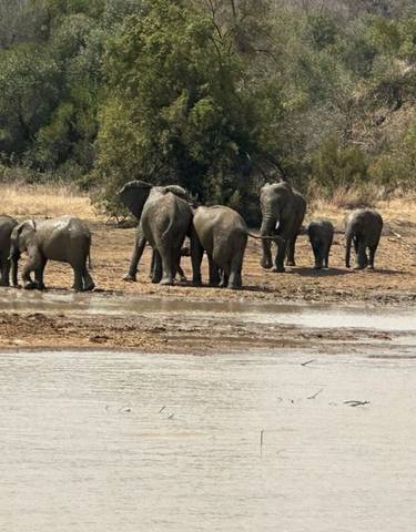 A group of elephants near a water body.