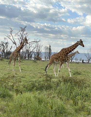 Giraffes walking on green grass with trees in the background.