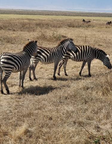 Group of zebras standing in a dry landscape.
