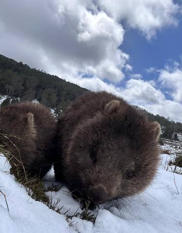 Close-up of a wombat in a snowy landscape.