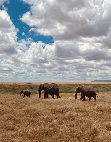Herd of elephants walking across a plain.