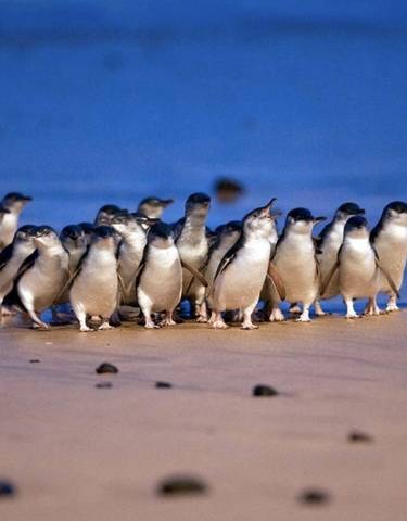 Group of small penguins walking on a beach at dusk.