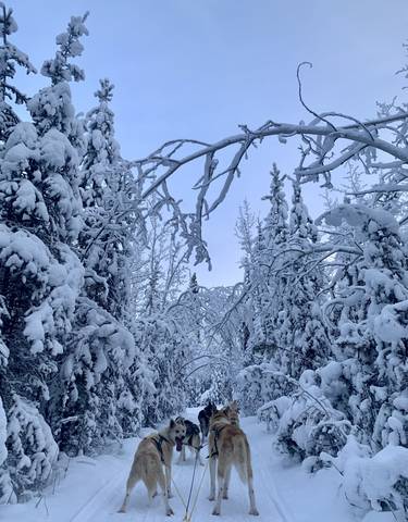 Snow-covered trees and landscape.
