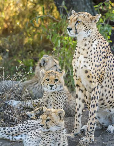 Cheetah cubs resting with their mother in the wild.