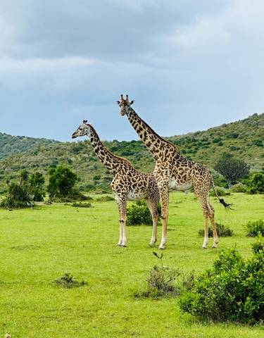 Two giraffes standing closely together in a grassy field.