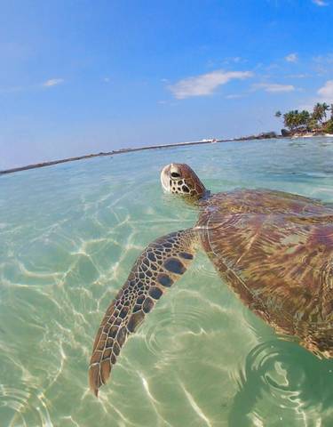 Sea turtle swimming in clear water