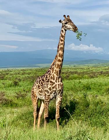 Giraffe standing in the open savanna.