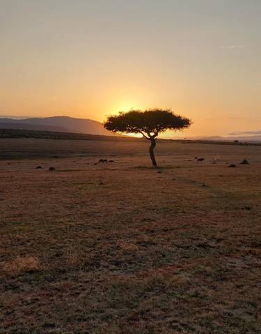 A lone tree silhouetted against a sunset on the savannah.