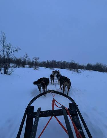 Dog sledding through snowy terrain.
