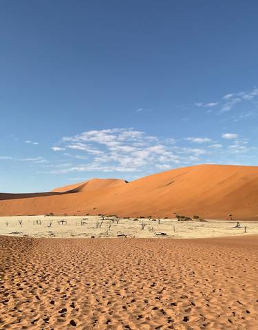 Panorama of a desert landscape with dunes and dead trees.