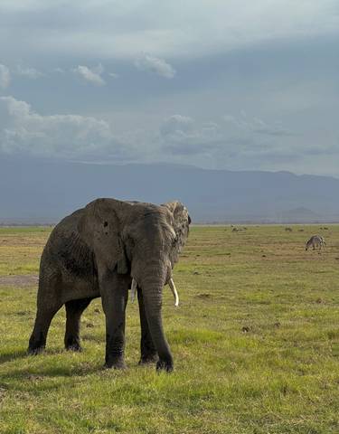 An elephant walking across an open grassy field with mountains in the background.