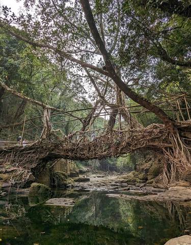 Living root bridge with surrounding trees