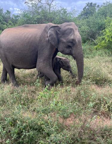 Elephant with a baby elephant walking through dry grass.