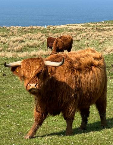 Highland cow in an open field.