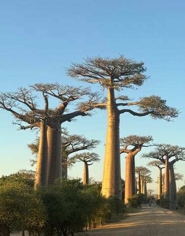 Close-up of majestic baobab trees at sunset.