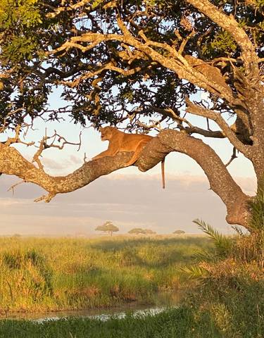 Lioness resting on a tree branch with a scenic background.