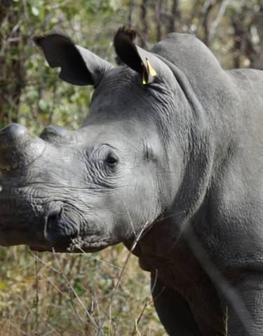Close-up of a rhinoceros in a natural habitat.