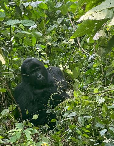 Gorilla amidst dense foliage.