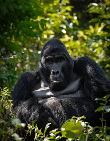 Close-up of a gorilla sitting amidst lush greenery.
