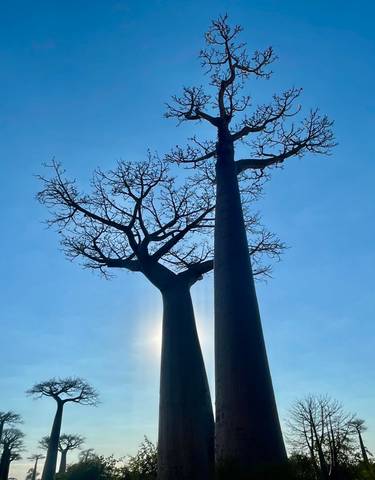 Baobab trees silhouetted against the sky.