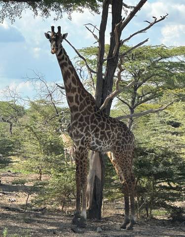 Giraffe standing among trees in the wilderness.
