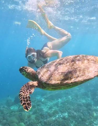 Person snorkeling next to a large sea turtle.