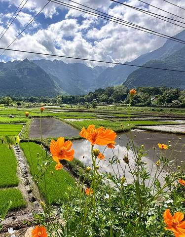 Orange flowers in the foreground with rice fields and mountains in the background.