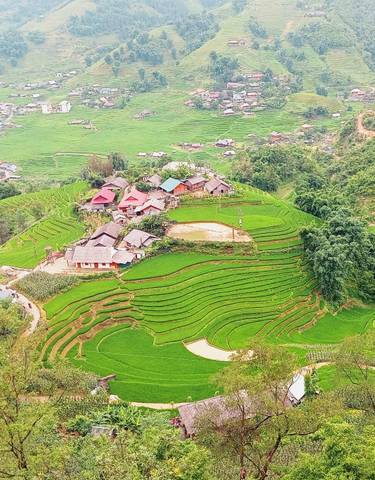 Aerial view of rice terraces with scattered houses and greenery.