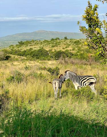 Two zebras interacting in the wild.