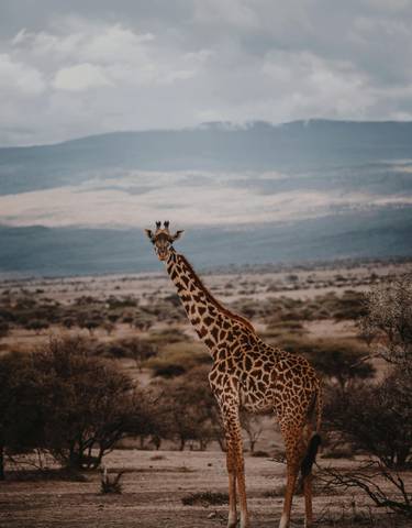 Giraffe standing in a vast landscape with distant mountains