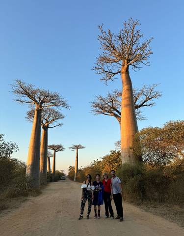 Baobab trees lining a dirt road under a clear blue sky.
