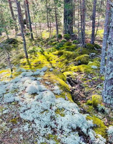 Moss-covered forest floor with dappled sunlight.
