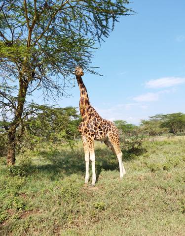 A giraffe reaching for leaves on a tree in a grassy area.