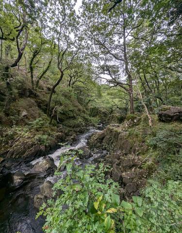 Forest stream winding through lush greenery.