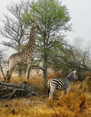Giraffes and zebras in a foggy savannah landscape.