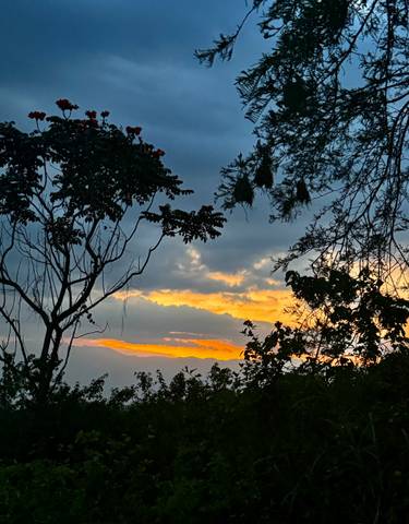 Sunset view with trees silhouetted against the sky.