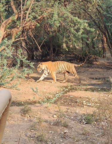 Tiger walking through greenery.