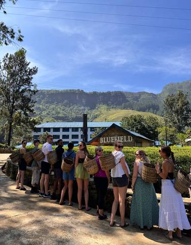 A group of people carrying baskets at a tea plantation.