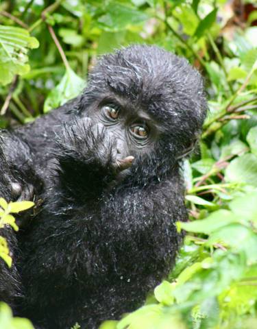 Group of tourists at the Pyramids and Sphinx.