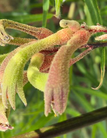 Close-up of a unique flower with vibrant colors.